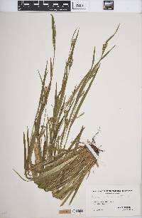 Carex leptonervia image