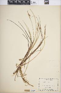 Carex limosa image