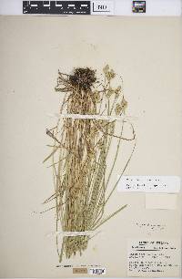 Carex longii image