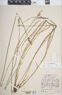 Carex longii image