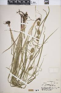 Carex louisianica image