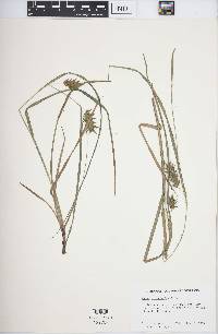 Carex louisianica image