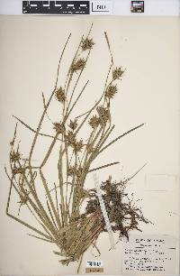 Carex louisianica image