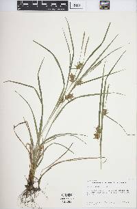 Carex louisianica image