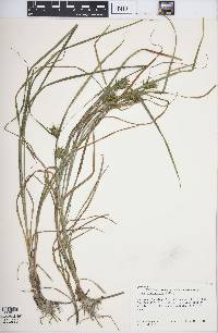 Carex louisianica image