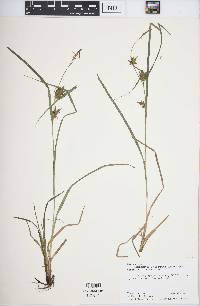 Carex louisianica image