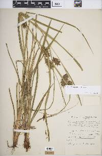 Carex louisianica image