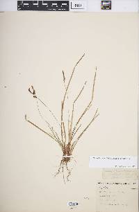 Carex lucorum image