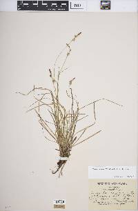 Carex lucorum var. lucorum image