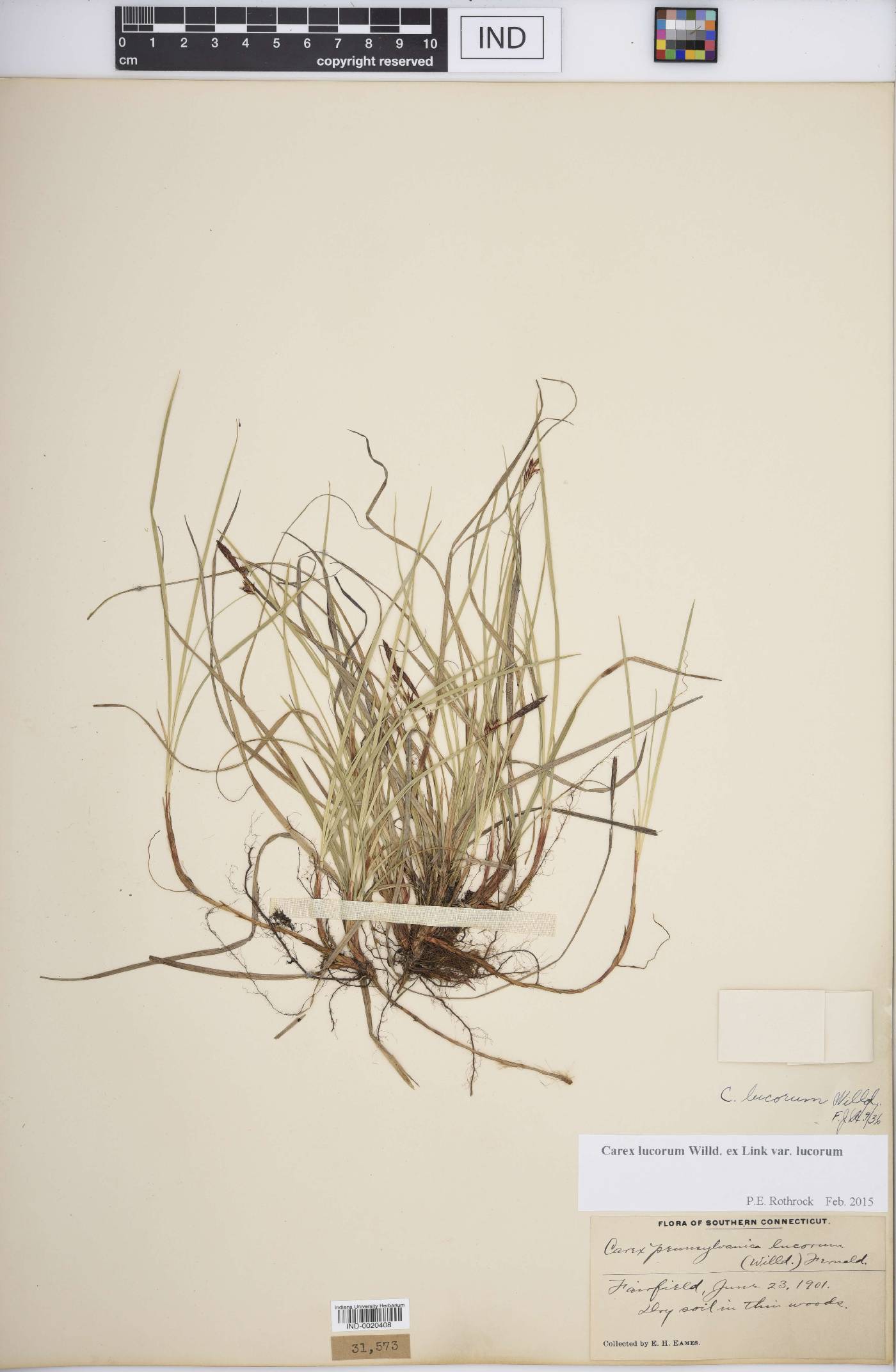 Carex lucorum var. lucorum image