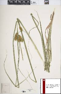 Carex lupuliformis image