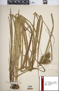 Carex lupuliformis image