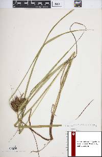 Carex lupuliformis image