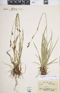 Carex luzulina var. ablata image