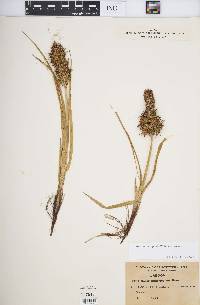 Carex macrocephala image