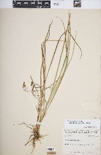 Carex magellanica subsp. irrigua image