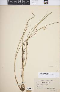 Carex magellanica image