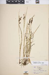 Carex magellanica image