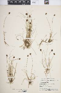 Carex maritima image