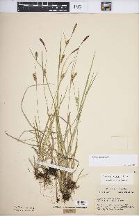 Carex meadii image