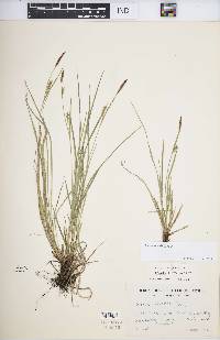 Carex meadii image