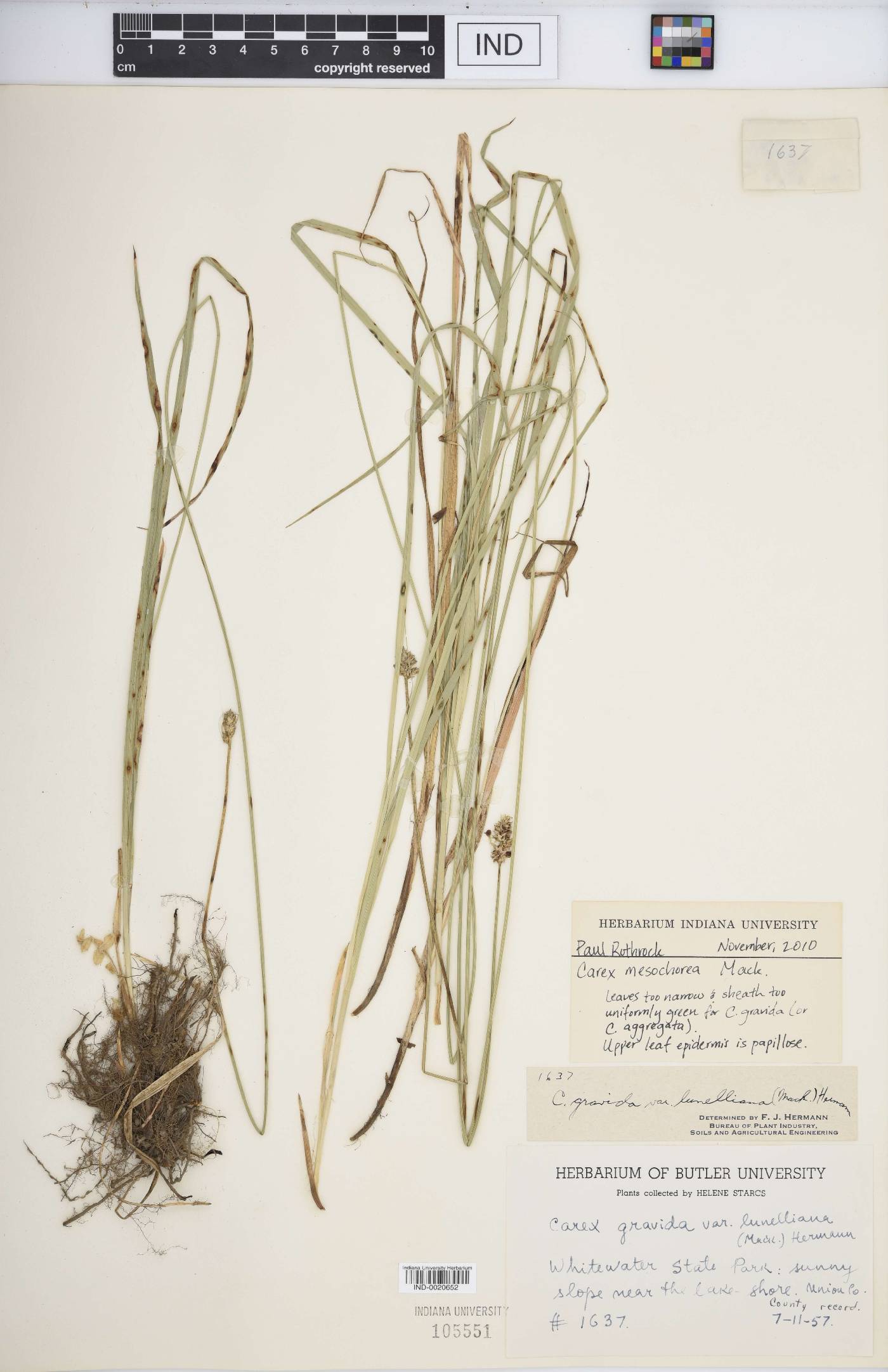 Carex mesochorea image