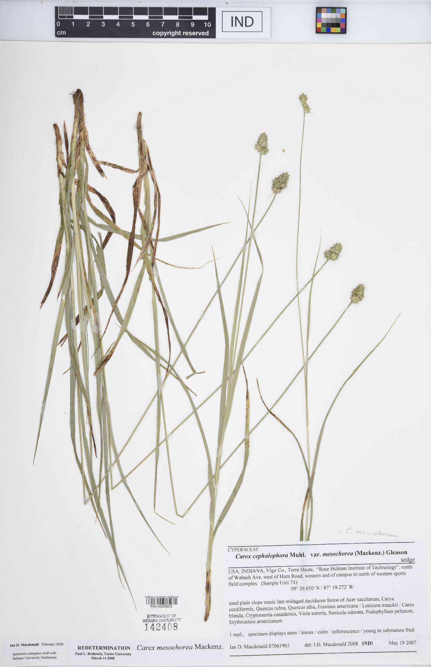 Carex mesochorea image