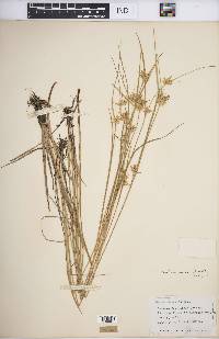 Carex michauxiana image