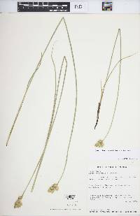 Carex missouriensis image