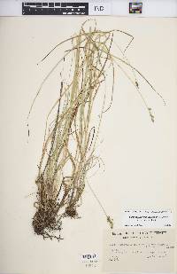 Carex muehlenbergii var. enervis image