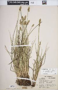 Carex muehlenbergii var. enervis image