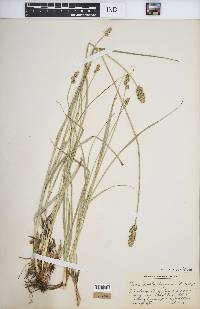 Carex muehlenbergii var. enervis image