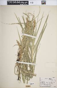 Carex muskingumensis image