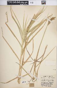 Carex muskingumensis image