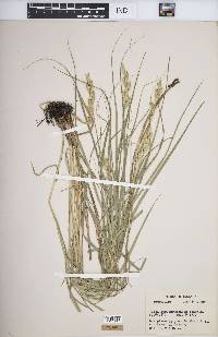 Carex muskingumensis image