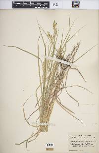 Carex muskingumensis image