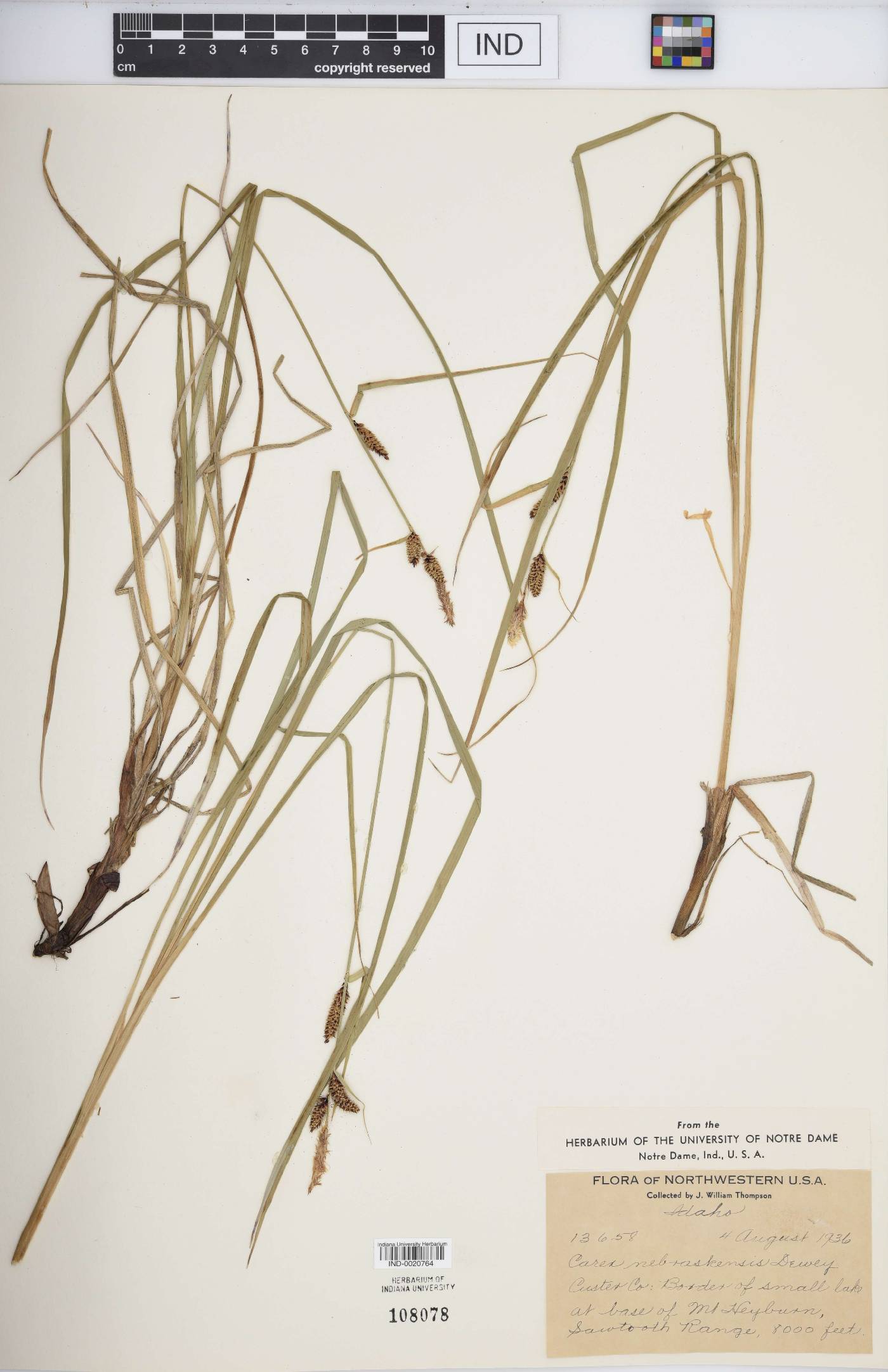 Carex nebraskensis image
