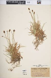 Carex nigricans image