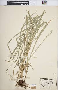 Carex normalis image