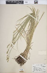 Carex normalis image