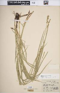 Carex normalis image