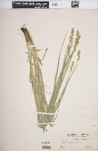 Carex normalis image