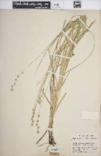 Carex normalis image