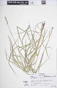 Carex normalis image