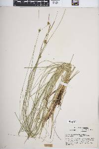 Carex oligosperma image