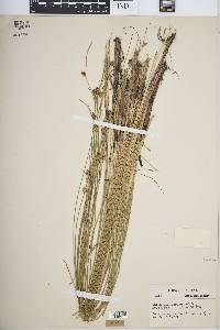 Carex oligosperma image