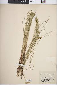 Carex oligosperma image