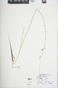 Carex oligosperma image