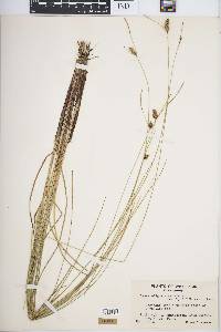 Carex oligosperma image