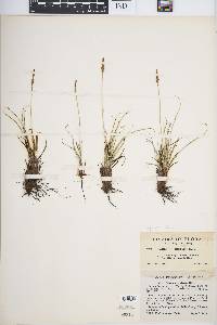 Carex oreocharis image